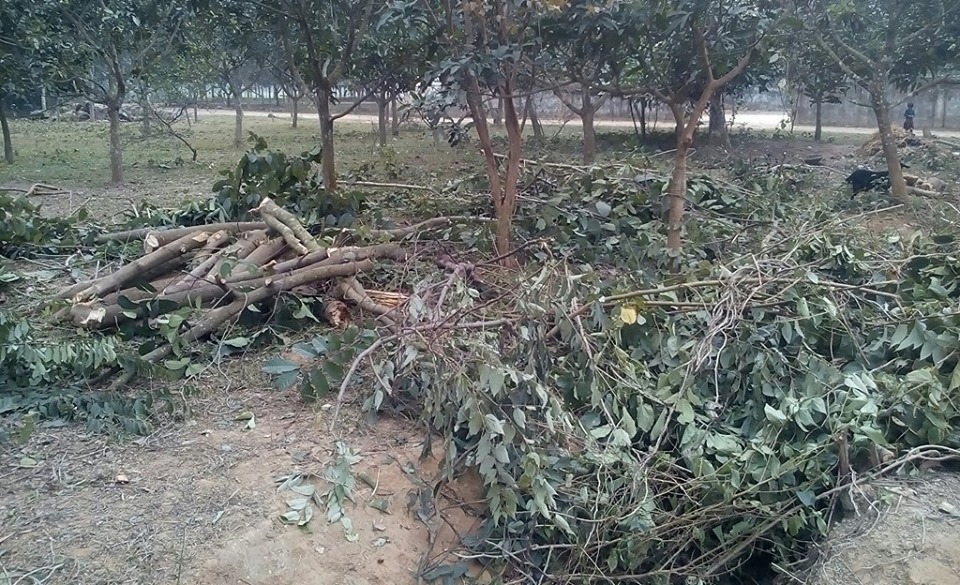 ফাইল ফটো