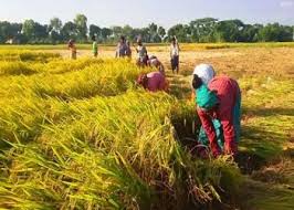 কুষ্টিয়ার ভেড়ামারায় কৃষি বাতায়নে কৃষক তথ্য সন্নিবেশ ও ডিজিটাল প্রোফাইলিং বিষয়ক অবহিতকরণ সভা ।